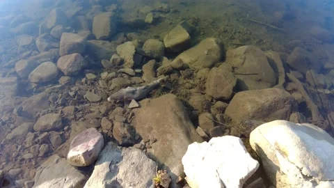 Dead fish in the lake after winter kill due to lack of oxygen in the water. 스톡 동영상 160698204