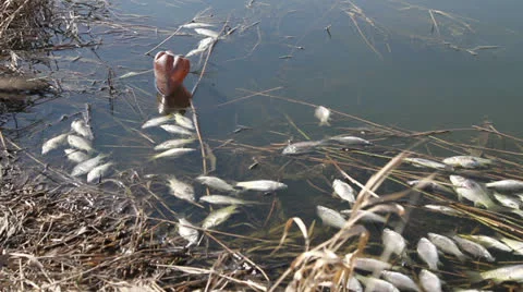 Dead fish in the lake Stock Footage 24368224