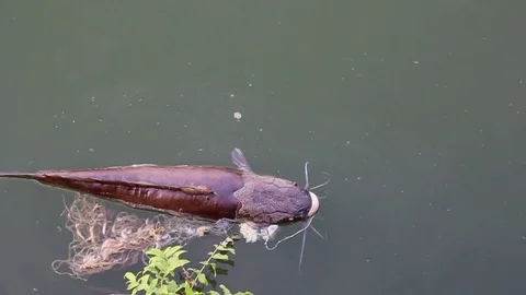 Dead fish on the lake Stock Footage 78401090