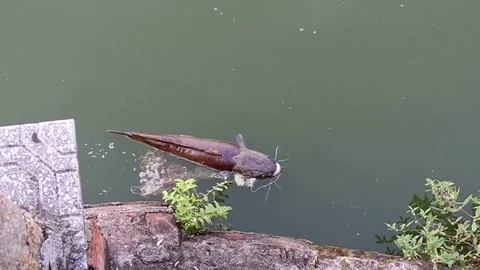 Dead fish on the lake Stock Footage 78401169