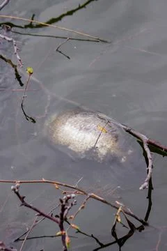Dead fish in the lake. Selective focus Stock Photos