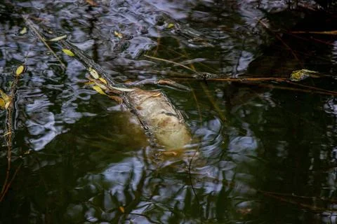 Dead fish in the lake. Selective focus Stock Photos