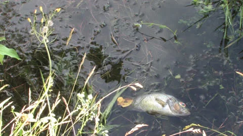 Dead fish on lake  surface Stock Footage 25395919