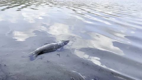 Dead fish in a lake, washed out to shore Stock Footage 239317665