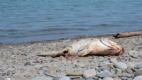 Dead fish by lakes shore, fly's on the dead curces Vídeo Stock 326216704