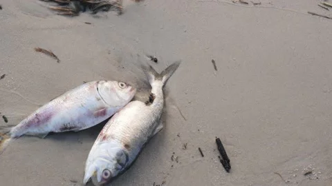 Dead fish lay on a sand beach with flies Stock Footage 162983011