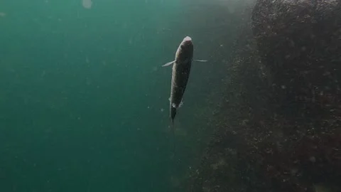Dead fish levitating underwater Stock Footage 148513997