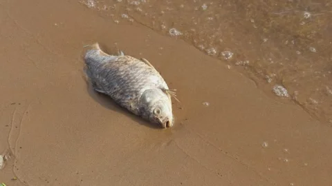 Dead fish lies on sandy shore. Stock Footage 273769331