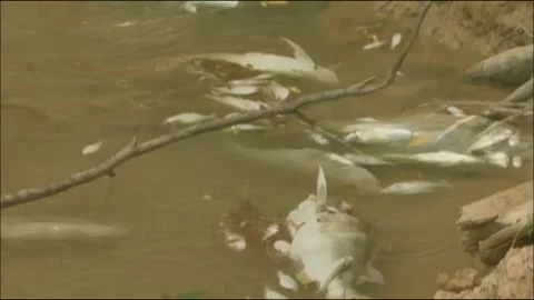 Dead fish live fish Stock Footage 235264632