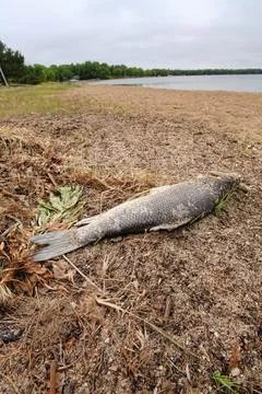 Dead fish lying on beach next to a lake Stock Photos