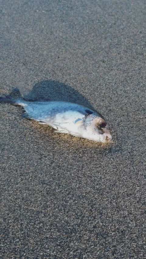 Dead fish lying on dark sand, representing marine pollution, ecosystem Stock Footage 340959149