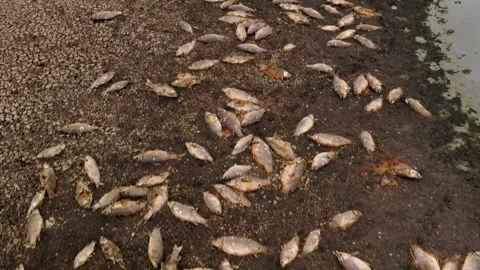 Dead fish lying on a dried and polluted riverbed Stock Footage 333149514