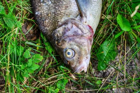 Dead fish lying on grass with red wound Stock Photos