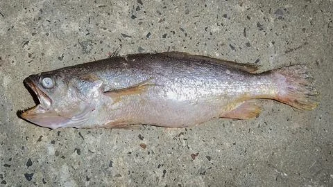 Dead fish lying over stone ground Fotos de archivo