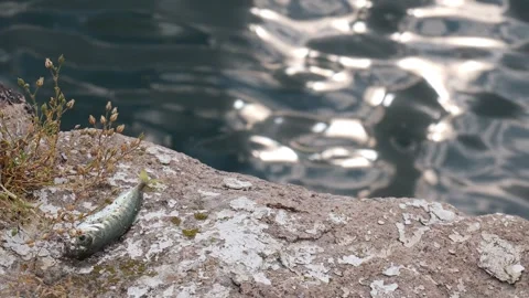 Dead fish lying on a rock by the sparkling sea Stock Footage 341787610