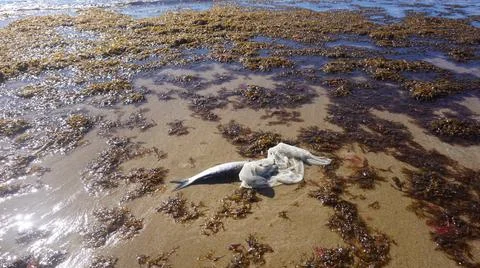 Dead fish lying on the shore entangled in a plastic bag. Foto stock