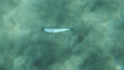 Dead fish motionless on the bottom of the sea Stock Footage 231411358