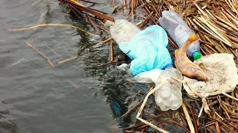 Dead fish on a mountain of plastic bottles and plastic bags on the coastline Stock Footage 145922228