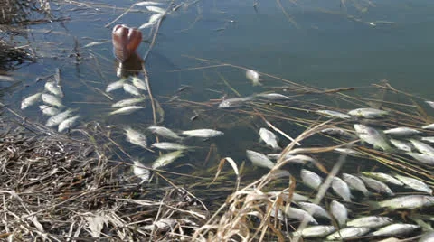 Dead fish. panoram Stock Footage 24363279