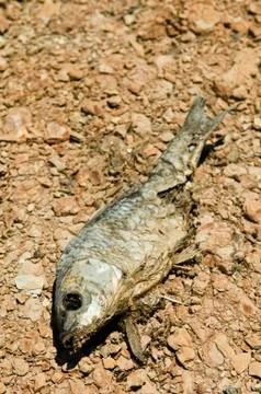 Dead fish Stock Photos