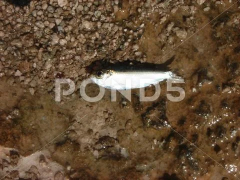 Dead fish Stock Photos
