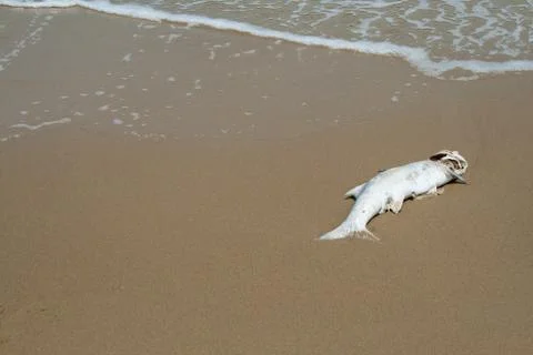 Dead fish Stock Photos