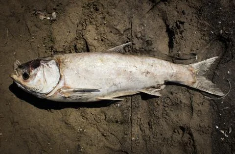 Dead fish Stockfoto's