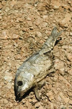 Dead fish Stock Photos