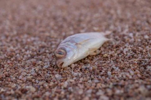 Dead fish Stock Photos