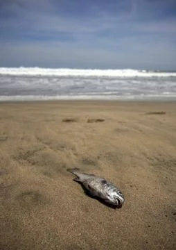Dead fish Stock Photos