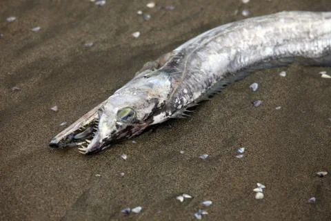 Dead fish Stock Photos