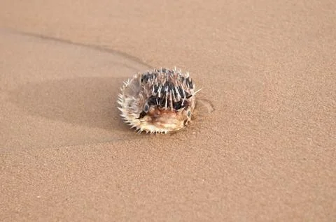 Dead Fish Stock Photos