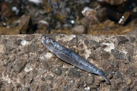 Dead Fish Stock Photos