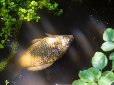 Dead Fish. 스톡 사진