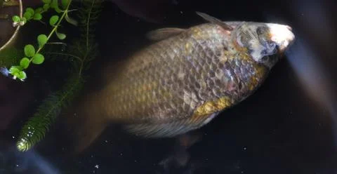 Dead Fish. 写真素材