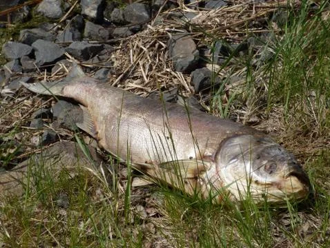 Dead fish Stock Photos