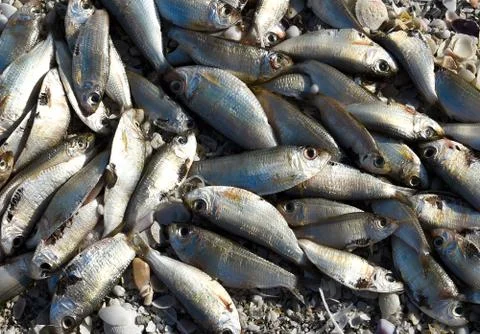 Dead Fish Stock Photos