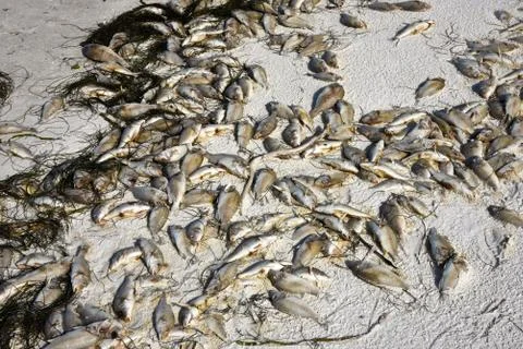 Dead Fish Foto stock