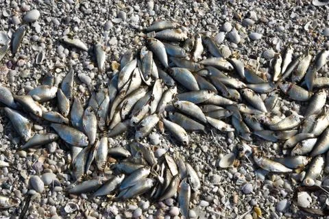 Dead Fish Stock Photos