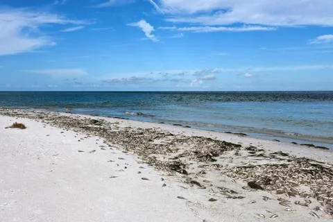 Dead Fish Stock Photos