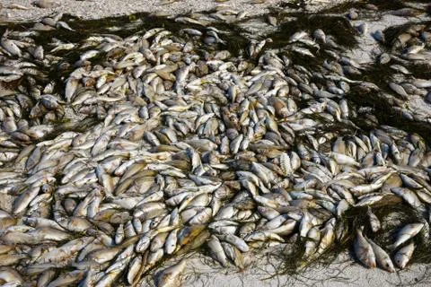 Dead Fish Stock Photos