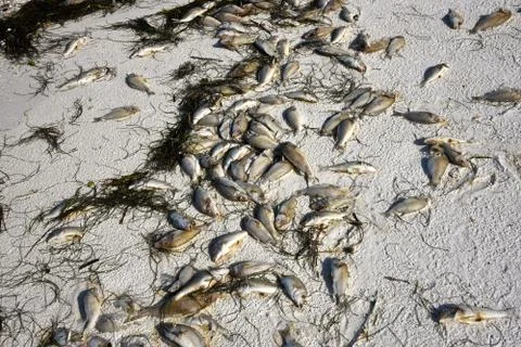 Dead Fish Stock Photos