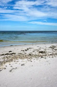 Dead Fish Stock Photos
