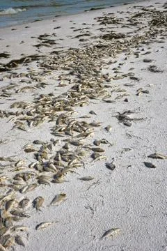 Dead Fish Stock Photos