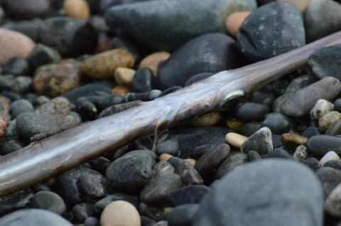 Dead Fish Stock Photos