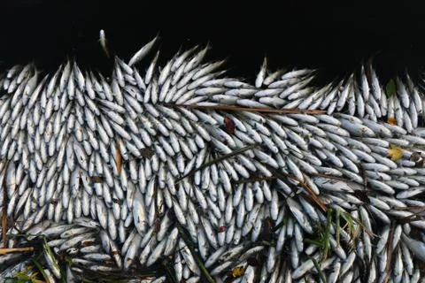 Dead Fish Stock-Fotos