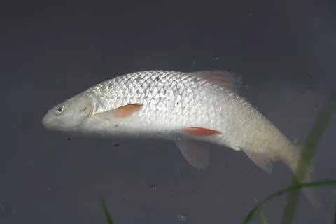 Dead fish Stock Photos