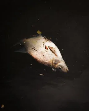 Dead Fish Stock Photos
