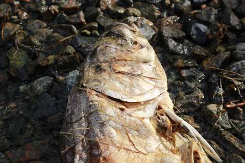 Dead fish Stock-Fotos