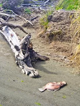 Dead Fish Stock Photos